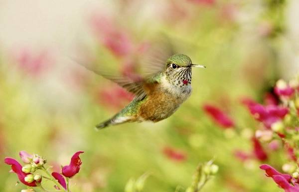 Juvenile Male Ruby-Throated Hummingbird
